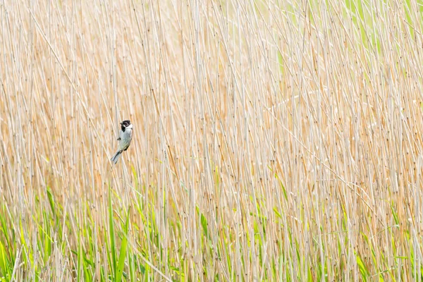 Beautiful Reed Bunting Sits Reed Stalk Reeds Cloudy Day May — Stock Photo, Image