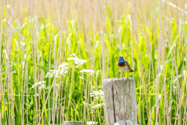 Este Belo Bluethroat Senta Pólo Lado Cana Procura Perigo — Fotografia de Stock