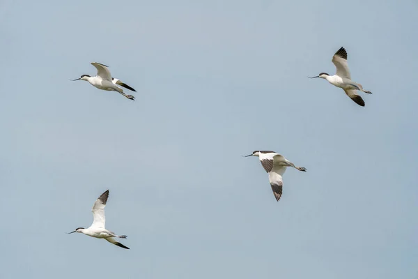 Avocet Rises Its Favorite Pool Cloudy Day May — Stock Photo, Image