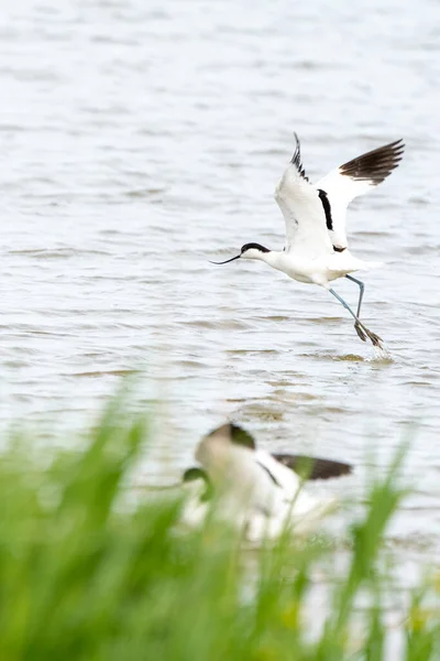 Avocet Rises Its Favorite Pool Cloudy Day May — Stock Photo, Image