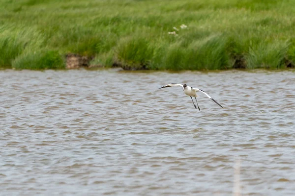 Avocet Sorge Dalla Sua Piscina Preferita Una Giornata Nuvolosa Maggio — Foto Stock