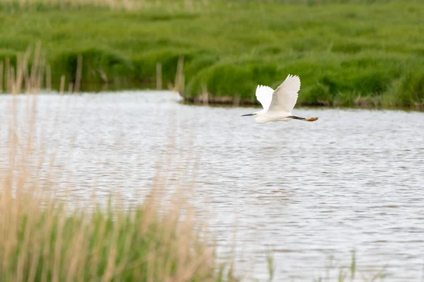 Questa Bellissima Egret Bianca Vola Sopra Piscina Una Giornata Nuvolosa — Foto Stock