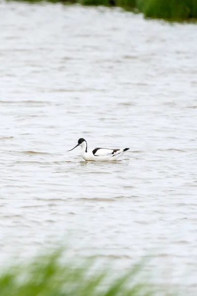 Avocet Αυξάνεται Από Την Αγαπημένη Του Πισίνα Μια Συννεφιασμένη Μέρα — Φωτογραφία Αρχείου