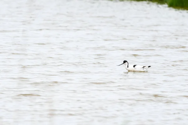 Avocet Αυξάνεται Από Την Αγαπημένη Του Πισίνα Μια Συννεφιασμένη Μέρα — Φωτογραφία Αρχείου