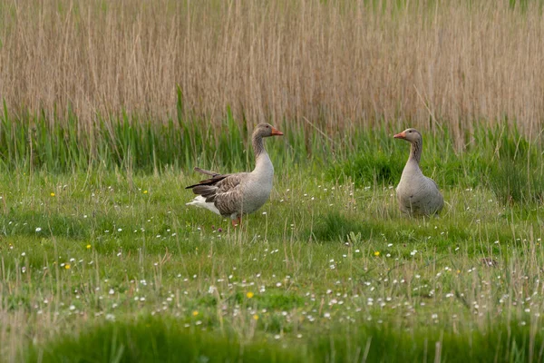 Nature Reserve Grass Two Greylag Geese Cloudy Day — Stock Photo, Image