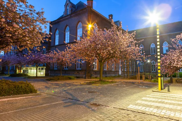 In this cobbled street there are rows of Japanese cherry trees between the parking spaces