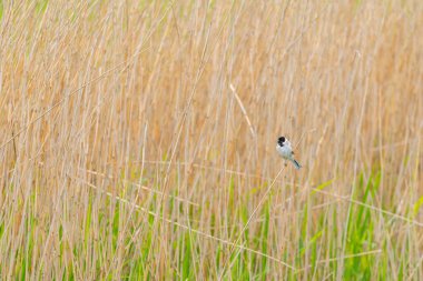 Bu güzel sazlık kiraz kuşu mayıs ayında bulutlu bir günde sazlıkların arasında bir sazlıkta oturur.