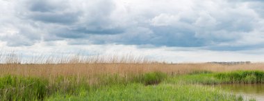 Karanlık bir günde, kamış tarlasında bir sürü bulut...