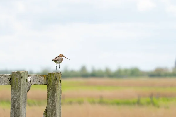 Ada Godwit Ekor Hitam Padang Rumput Pada Tiang Pagar — Stok Foto