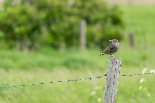 Dans Prairie Sur Poteau Clôture Une Paruline Barrée — Photo