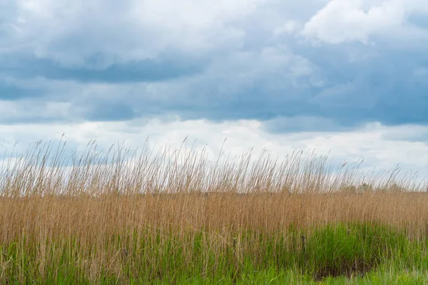 Giorno Buio Con Molte Nuvole Sul Campo Canne — Foto Stock