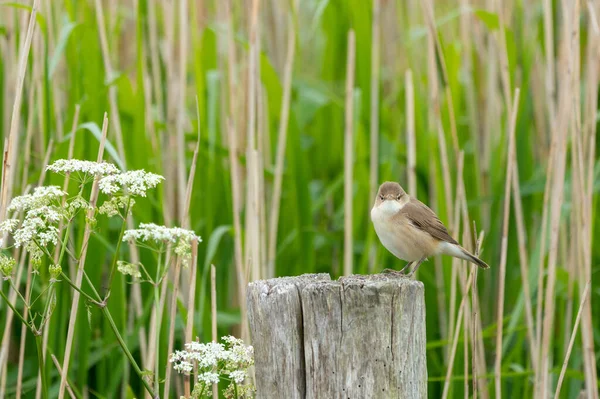 Poste Hay Pequeño Curruca Caña Lado Del Campo Caña — Foto de Stock