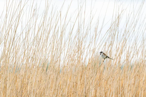 Beautiful Reed Bunting Sits Reed Stalk Reeds Cloudy Day May — Stock Photo, Image