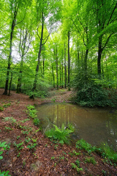 Lesie Znajduje Się Mały Staw Pochmurny Dzień Kwietniu — Zdjęcie stockowe