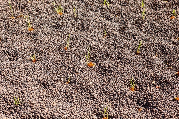 Este Novo Campo Junco Serve Para Purificar Água Perto — Fotografia de Stock