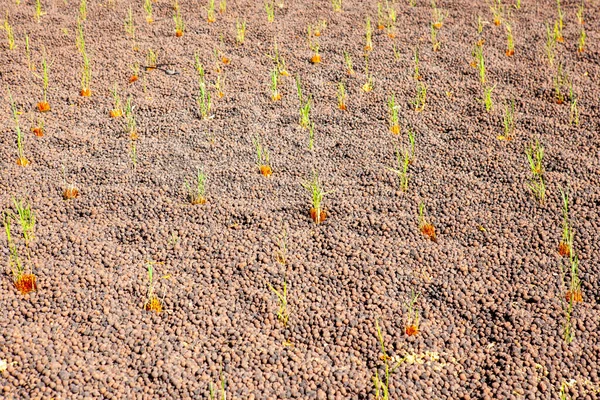 Este Novo Campo Junco Serve Para Purificar Água Perto — Fotografia de Stock