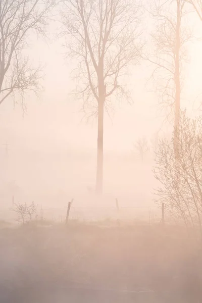 Früh Einem Frostigen Morgen Mit Nebel Der Entlang Eines Flusses — Stockfoto