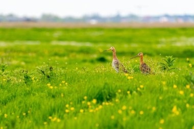 Çayırda siyah kuyruklu bir dingil var.