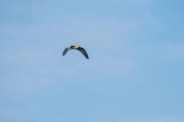 在没有云彩的天空中飞翔着这只美丽的蓝鹭 — 图库照片