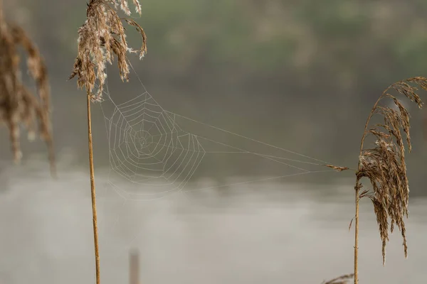 River Reed Plants Spider Web Dew Full Water Drops — Stock Photo, Image