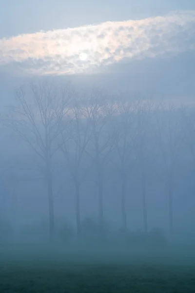 Früh Frostigen Morgen Steigt Nebel Mit Einer Reihe Von Bäumen — Stockfoto