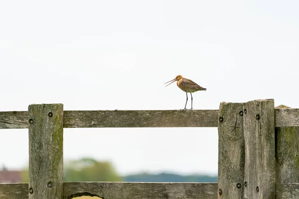 Black Tailed Godwit Meadow Fence Post — Stock Photo, Image