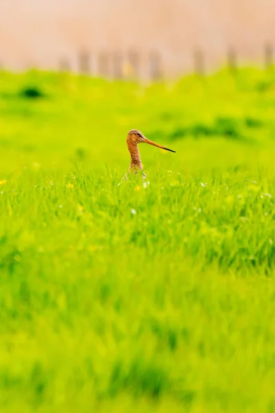 Black Tailed Godwit Meadow — Stock Photo, Image