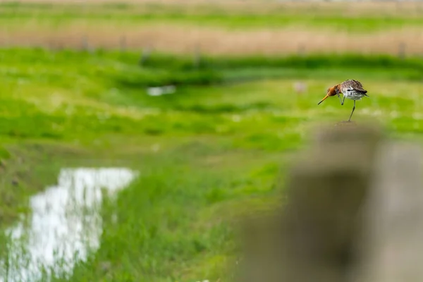 Black Tailed Godwit Meadow Fence Post — Stock Photo, Image