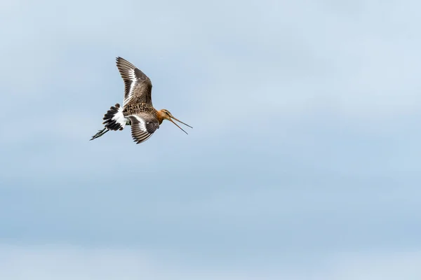 Flying Godwit Flying Cloudy Day — Stock Photo, Image