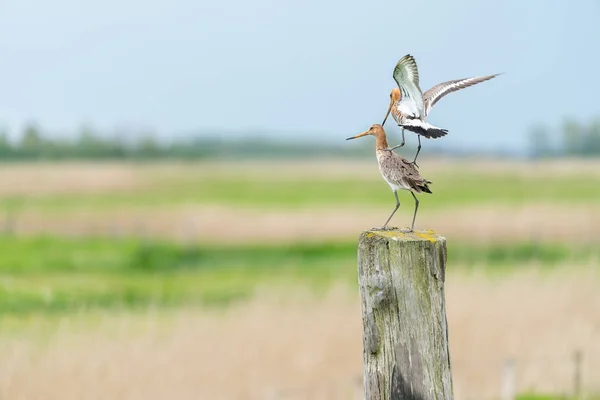 Black Tailed Godwit Meadow Fence Post — Stock Photo, Image