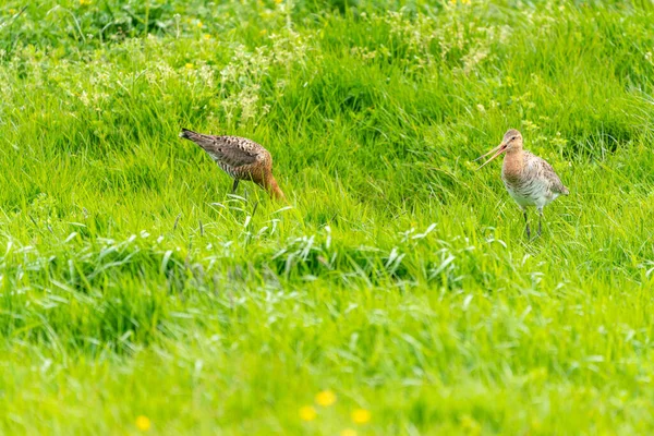 Black Tailed Godwit Meadow — Stock Photo, Image