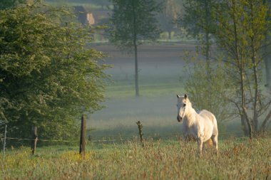 Güzel bir sabah Bu güzel beyaz at çayırda duruyor