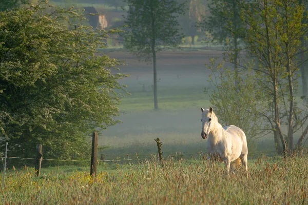 Piękny Poranek Ten Piękny Biały Koń Stoi Łące — Zdjęcie stockowe