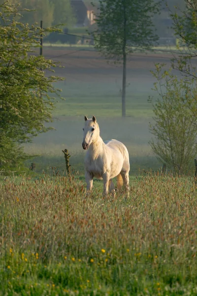 Piękny Poranek Ten Piękny Biały Koń Stoi Łące — Zdjęcie stockowe