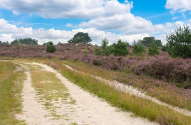 Çiçek açan mor ortak fundalıklarla dolu bataklık manzarası