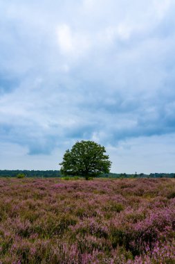 Çiçek açan mor ortak fundalıklarla dolu bataklık manzarası