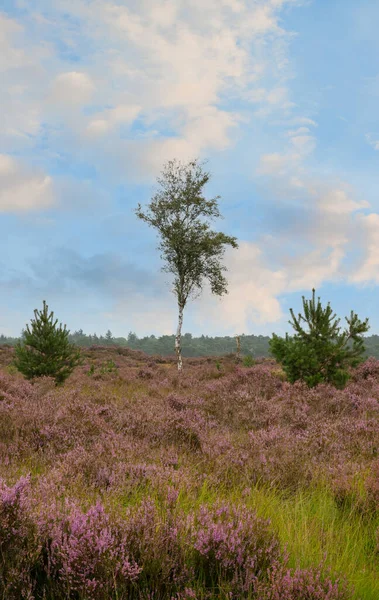 Çiçek açan mor ortak fundalıklarla dolu bataklık manzarası