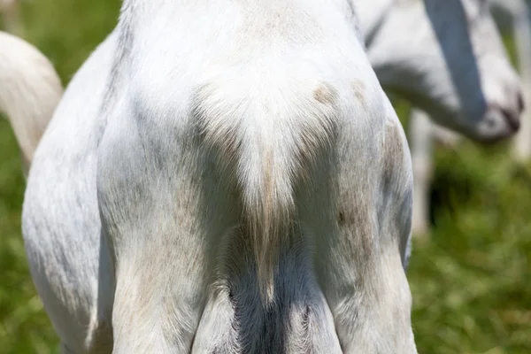 Goats — Stock Photo, Image