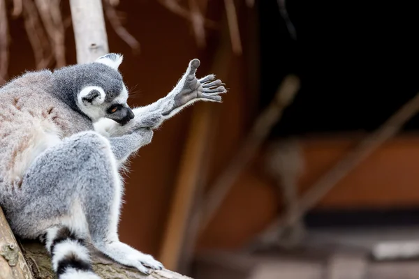 Ring-Tailed Maki — Stok fotoğraf