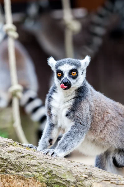 Ogoniasty lemur — Zdjęcie stockowe