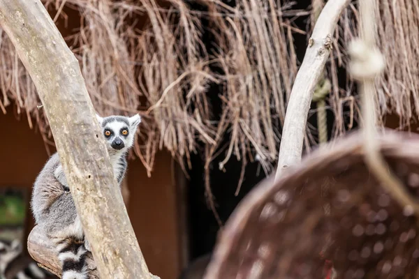 Ogoniasty lemur — Zdjęcie stockowe