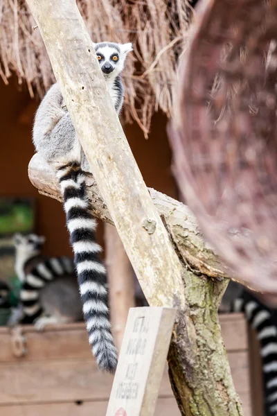 Ring-tailed lemur — Stock Photo, Image