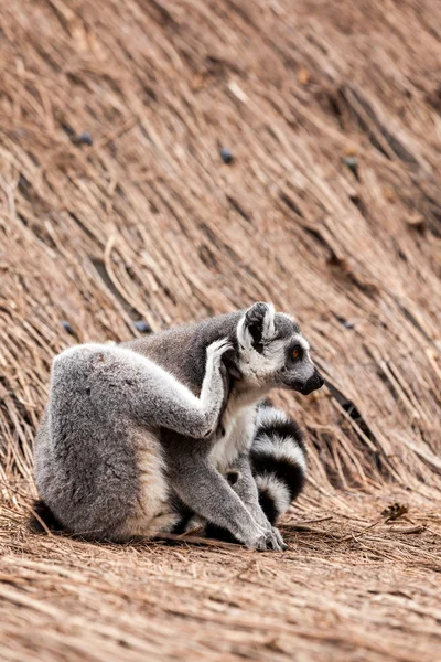 Lémurien à queue cerclée — Photo