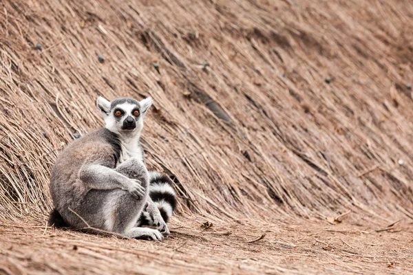 Ring-Tailed Maki — Stok fotoğraf