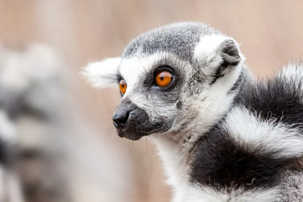 Ring-tailed Lemur — Stockfoto