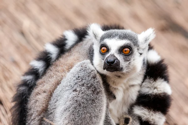 Ogoniasty lemur — Zdjęcie stockowe