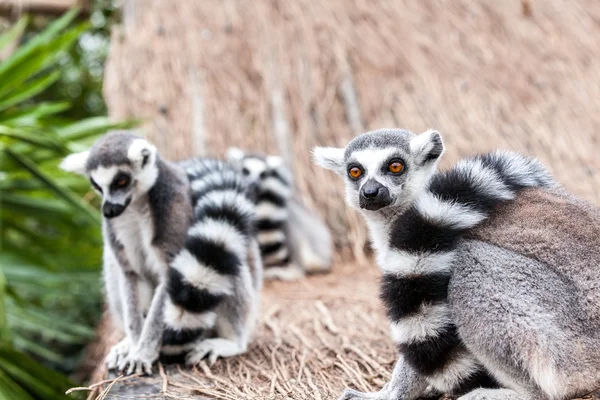 Lemur-de-cauda-anelada — Fotografia de Stock