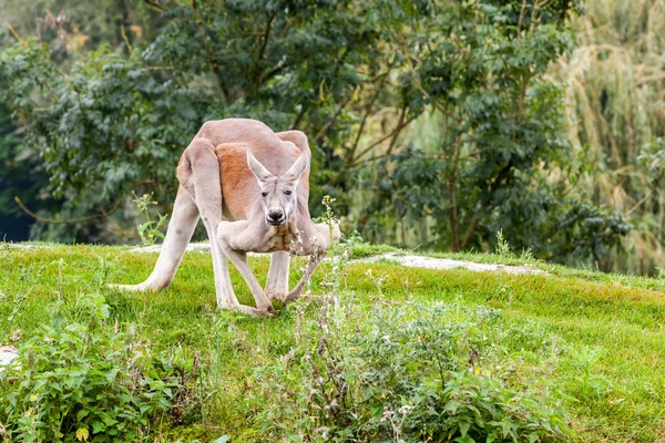 Känguru — Stockfoto