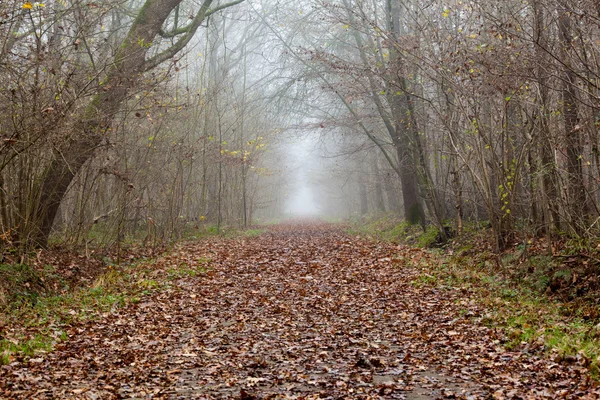 Foresta paludosa — Foto Stock