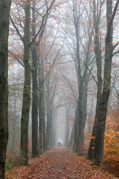 Foresta paludosa — Foto Stock